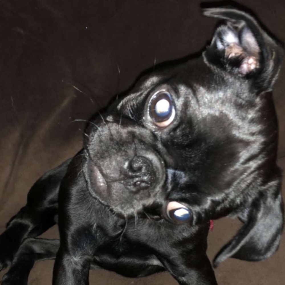 Meet your Posher, Rigo